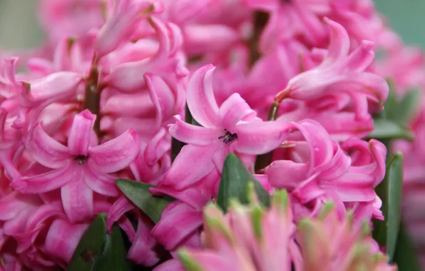 Macro, flowers, spring, petals, inflorescence, bokeh, hyacinths