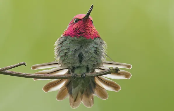Picture macro, background, Hummingbird