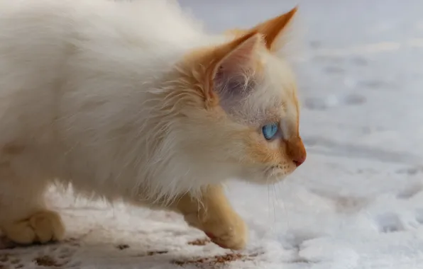 Winter, cat, white, look, snow, kitty, background, fluffy