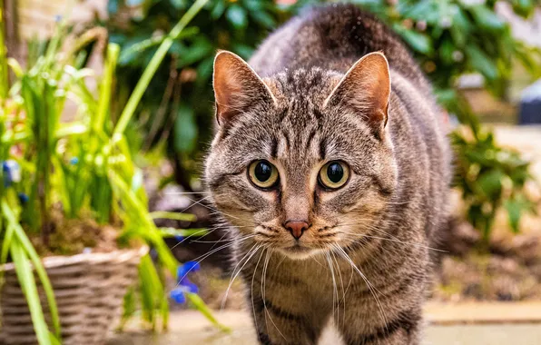 Greens, cat, cat, look, pose, grey, foliage, garden
