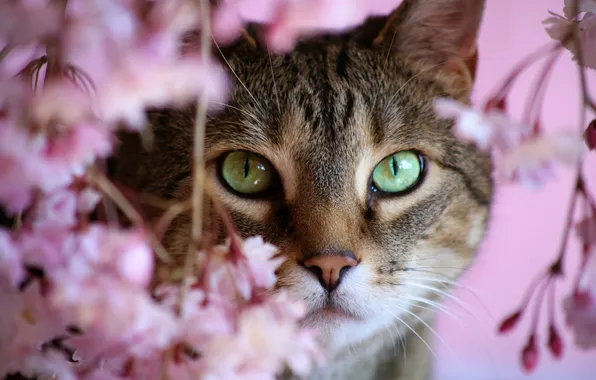 Cat, cat, look, flowers, branches, portrait, spring, pink