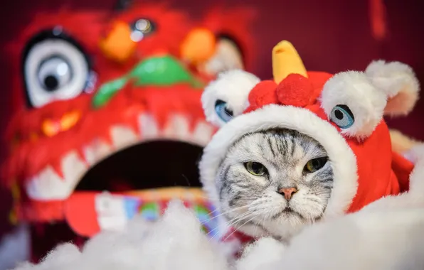 Cat, eyes, cat, look, pose, grey, dragon, Christmas