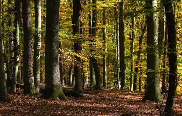 Autumn, forest, light, trees, branches, nature, trunks, foliage