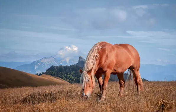 Field, the sky, mountains, nature, horse, horse, grazing