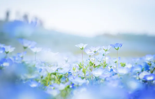 Field, flowers, petals, blur, blue, Nemophila
