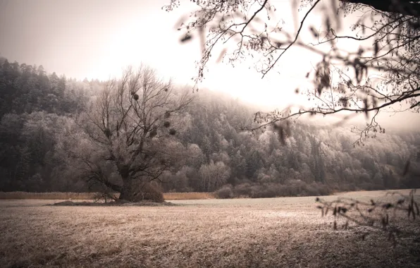 Download wallpaper field, nature, tree, section nature in resolution ...