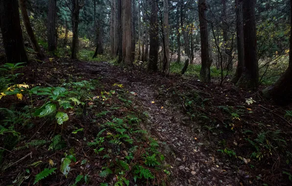 Picture forest, trees, nature, path