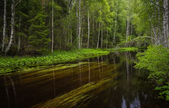 Picture forest, nature, river