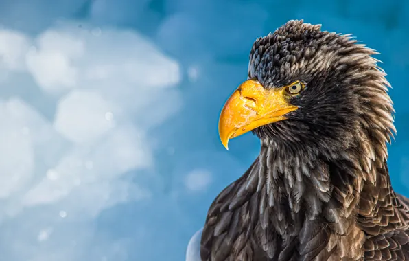 The sky, look, bird, eagle, portrait, blue background, predatory, Steller's sea eagle