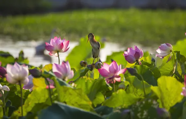Flowers, bird, shore, pink, Lotus, pond, Heron