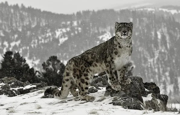 Snow, stones, snow leopard.cat.stand