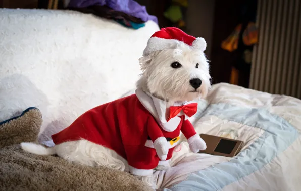 Look, red, pose, room, sofa, legs, dog, Christmas