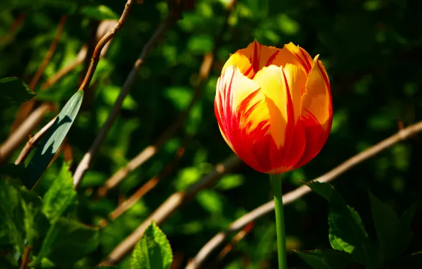 Picture light, orange, red, garden, tulips