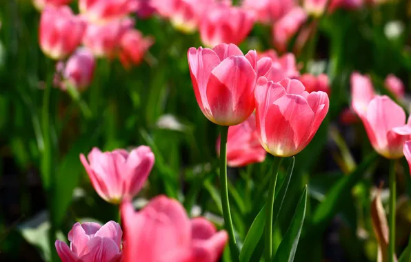 Light, flowers, spring, tulips, pink, a couple, Duo, buds