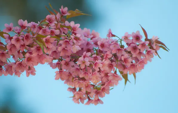 Branches, spring, Sakura, flowering, pink, blossom, sakura, cherry