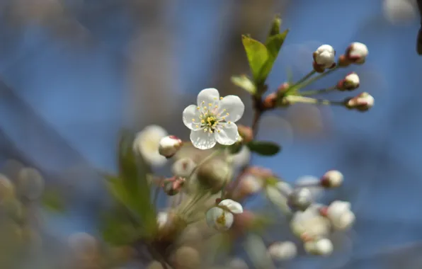 Picture nature, cherry, spring, the cherry blossoms, flowering in the spring