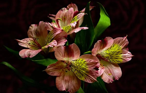 Flowers, the dark background, alstremeria