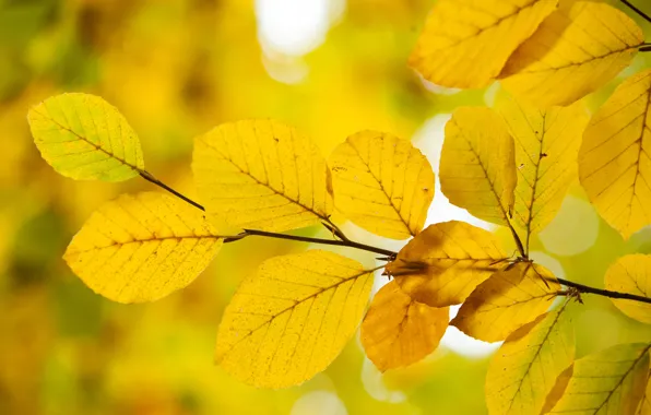 Autumn, leaves, yellow, yellow, autumn, leaves, autumn