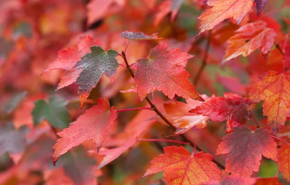 Autumn, leaves, nature