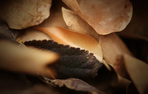 Macro, foliage, mix, dry