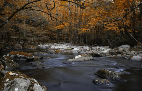 Autumn, nature, river, Red Tree