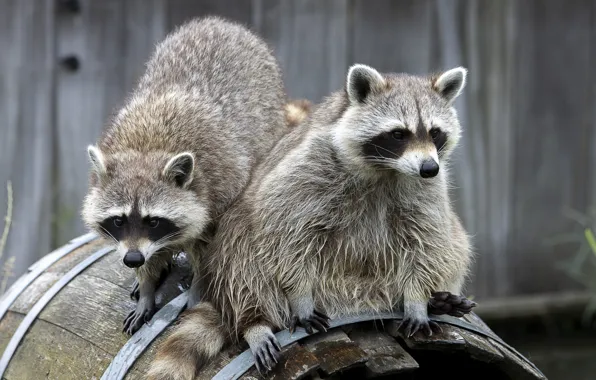 Raccoon, barrel, a couple, raccoons, poses, faces, two raccoons