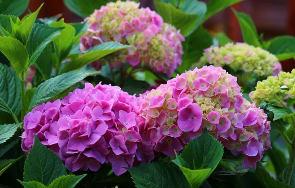 Picture summer, nature, beauty, flowering, hydrangea, cottage