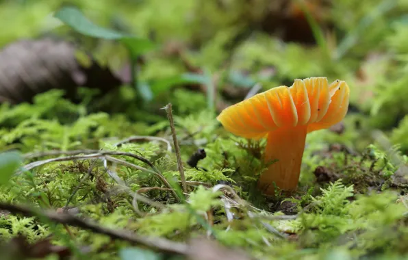 Autumn, nature, glade, mushroom, moss, Fox