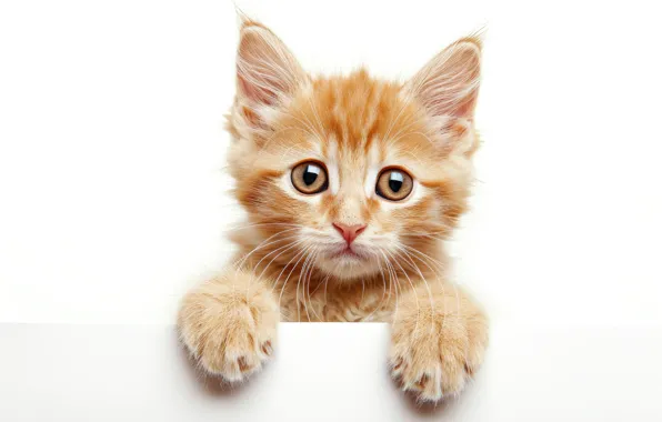 Cat, look, pose, kitty, portrait, legs, white background, face