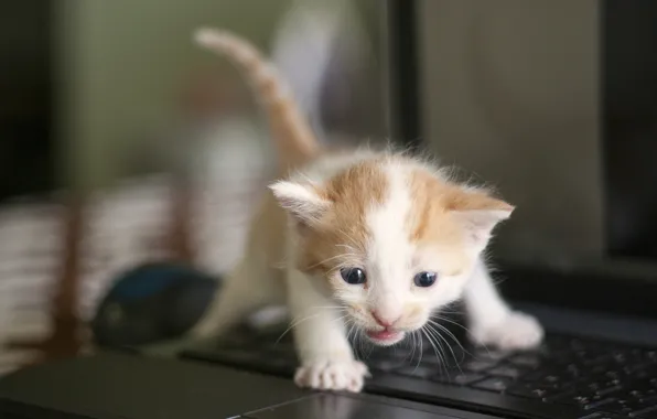 Baby, keyboard, kitty