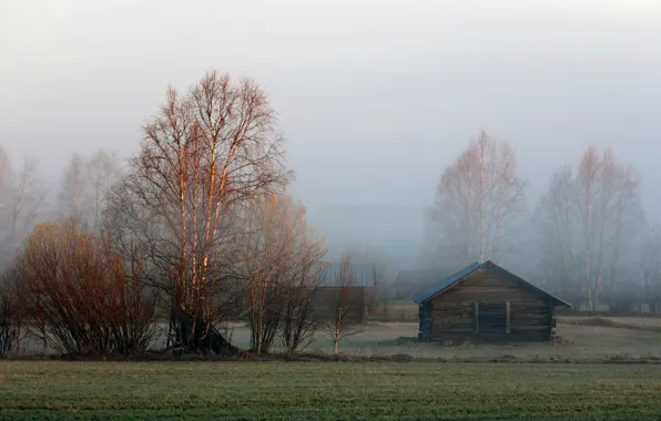 Fog, morning, the barn, birch, Sweden, Lapland, Övertorneå