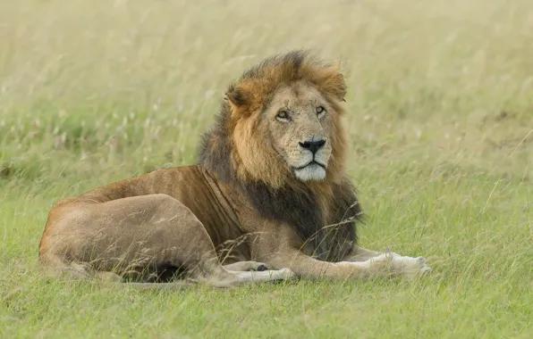 Picture grass, glade, Leo, lies