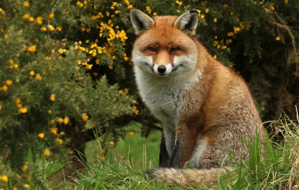 Picture grass, look, flowers, nature, Fox, sitting, the bushes