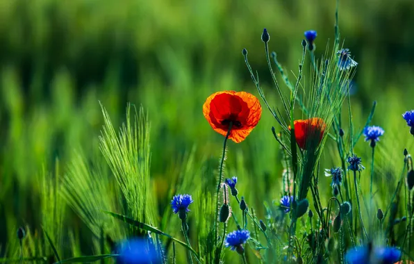 Flowers, rye, Maki, red, ears, cornflowers, rye field