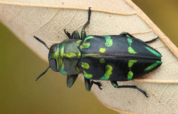 Picture macro, green, background, leaf, beetle, insect, striped, spotted