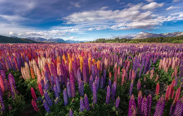 Field, forest, summer, the sky, clouds, flowers, mountains, blue