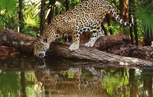 Picture animals, trees, nature, danger, plants, predator, jungle, Jaguar