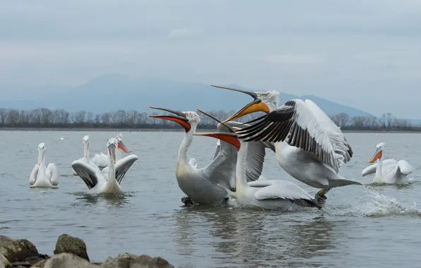 Picture the sky, look, mountains, pose, stones, bird, shore, pack