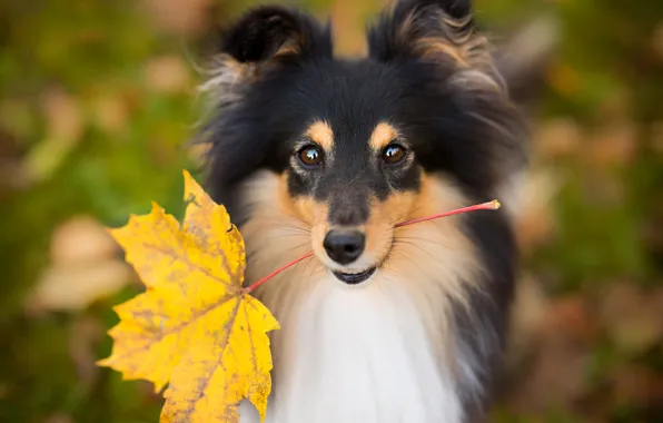 Autumn, look, nature, pose, leaf, portrait, dog, face