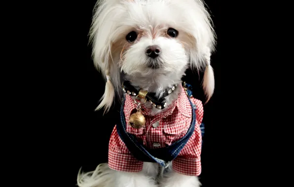 Picture sweetheart, dog, puppy