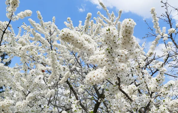 Light, trees, flowers, branches, cherry, butterfly, spring, garden