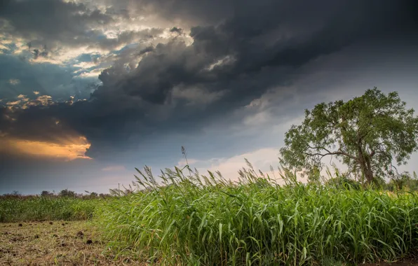 Picture field, trees, landscape, nature, beauty, corn