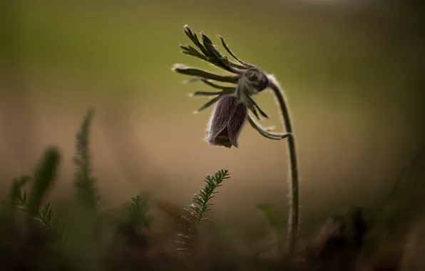 Flower, nature, background, sleep-grass, cross