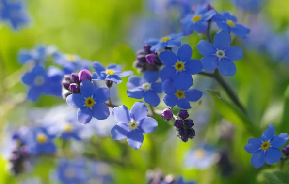 Macro, joy, flowers, nature, tenderness, beauty, spring, may