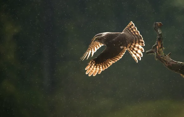 Autumn, drops, flight, rain, bird, predator, branch, Sparrowhawk