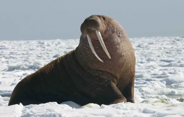 Picture face, bull, wildlife, head, portrait, Walrus, pacific walrus