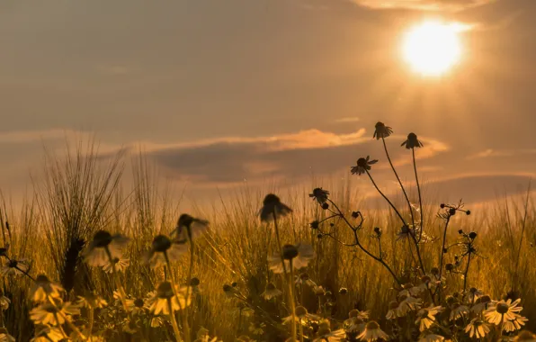 Field, sunset, chamomile