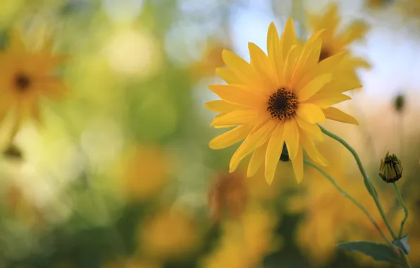 Flower, yellow, petals, bokeh