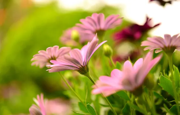 Flowers, blur, pink, gerbera