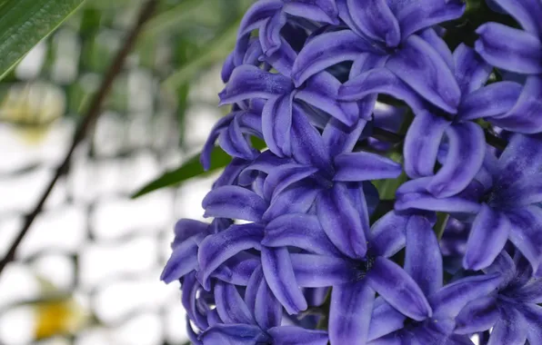 Purple, spring, Hyacinth
